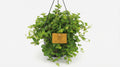 Peperomia Rotundifolia P 15 H 25 cm - 16053 - PlantenShop24