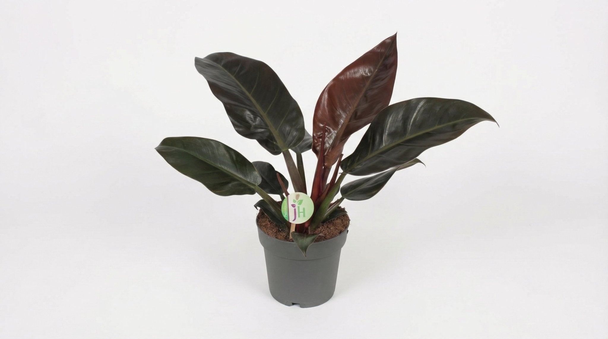 Philodendron Imperial Red 'Imperial Red' P 19 H 55 cm - 10045 - PlantenShop24