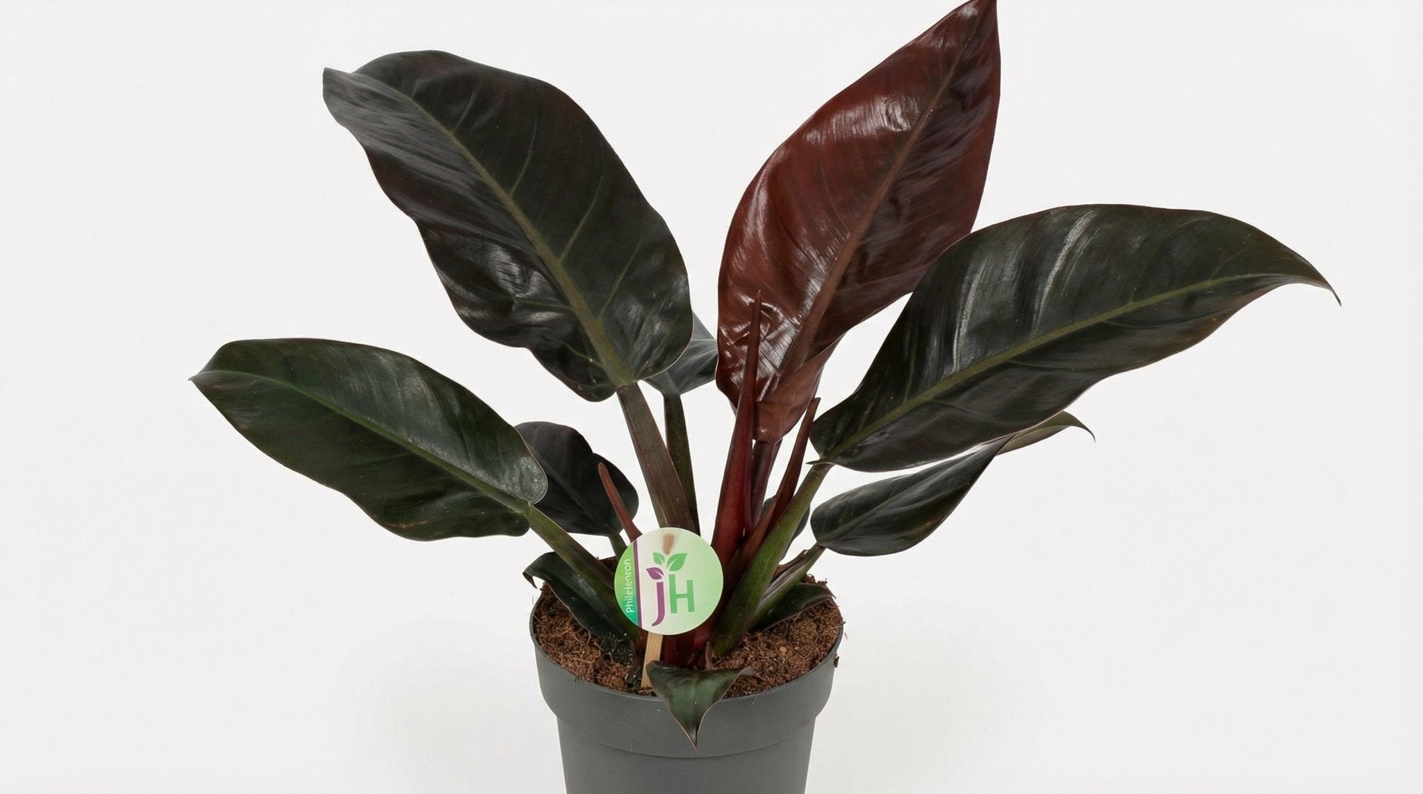 Philodendron Imperial Red 'Imperial Red' P 19 H 55 cm - 10045 - PlantenShop24