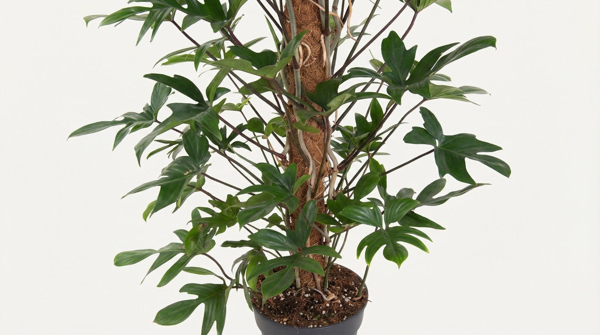 Philodendron Pedatum P 24 H 120 cm - 12111 - PlantenShop24