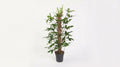 Philodendron Pedatum P 24 H 120 cm - 12111 - PlantenShop24