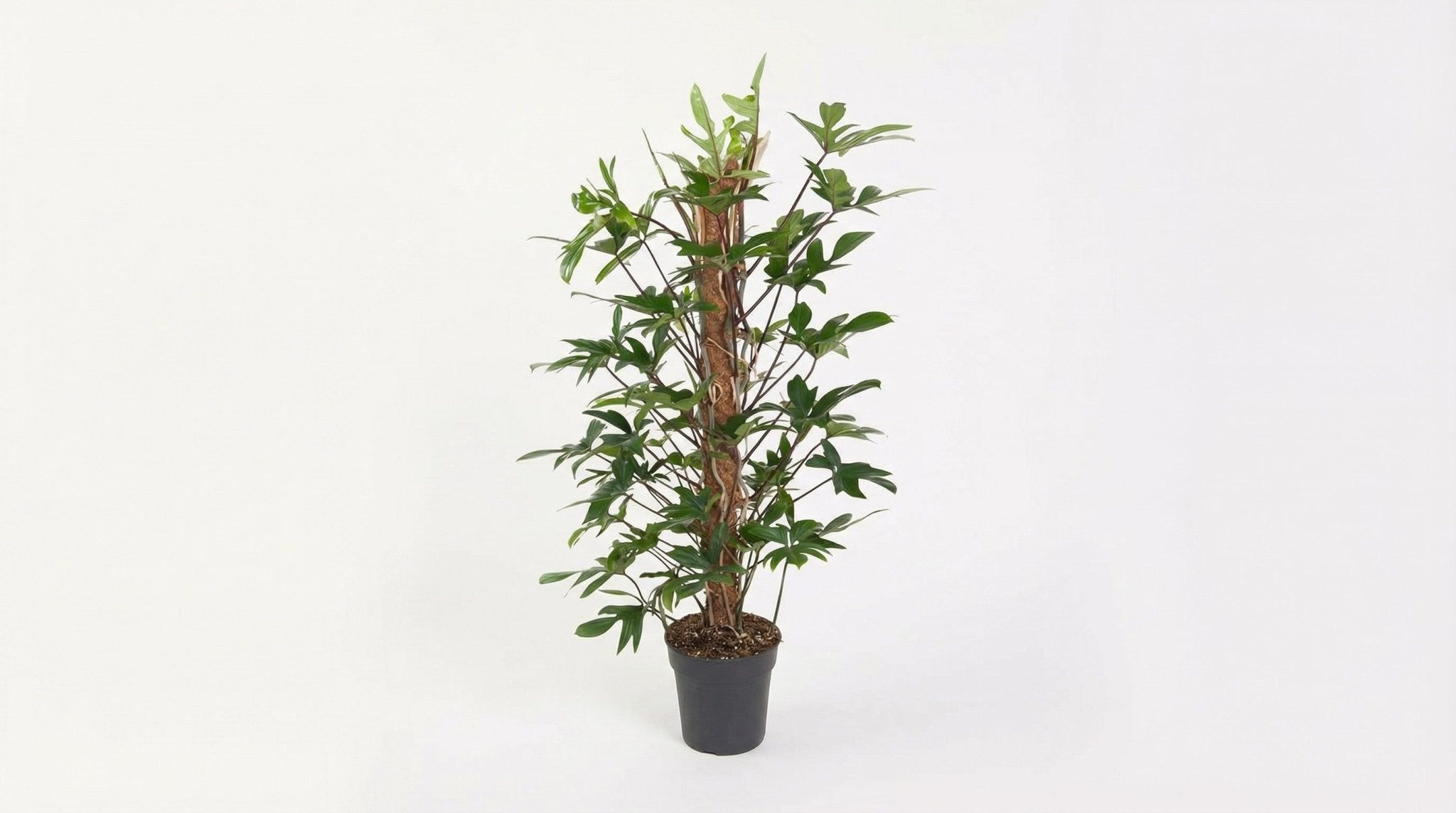 Philodendron Pedatum P 24 H 120 cm - 12111 - PlantenShop24