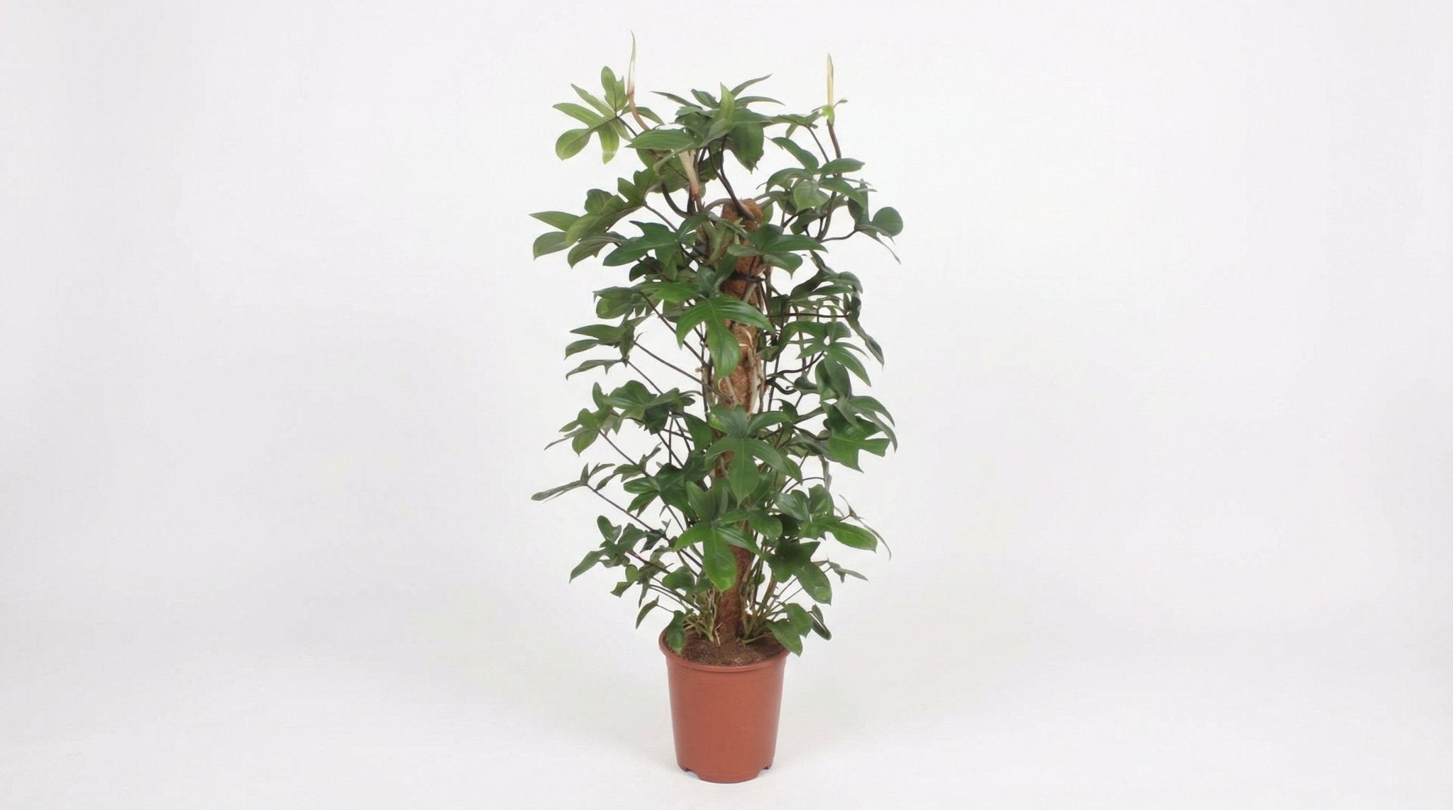 Philodendron Pedatum P 27 H 130 cm - 11013 - PlantenShop24