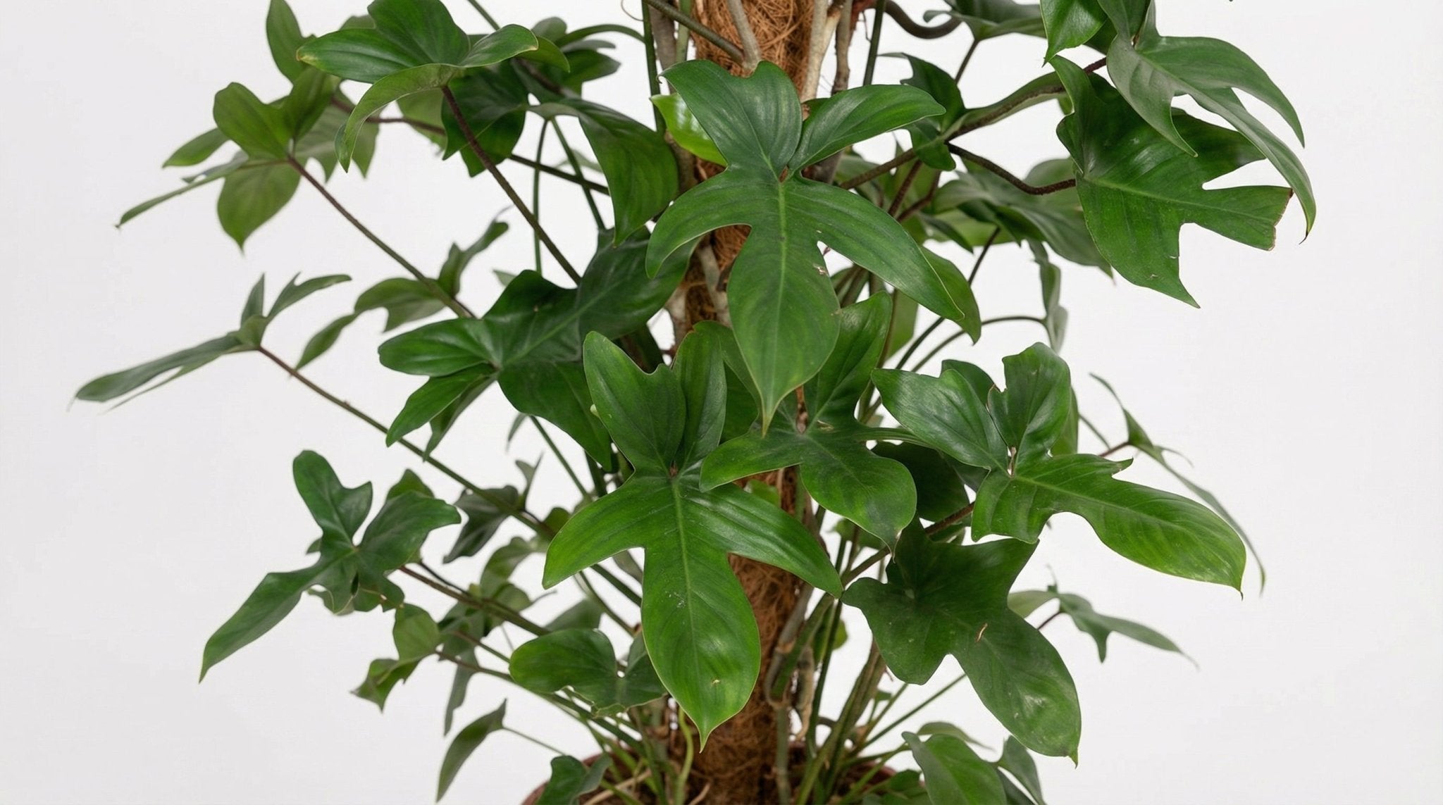 Philodendron Pedatum P 27 H 130 cm - 11013 - PlantenShop24