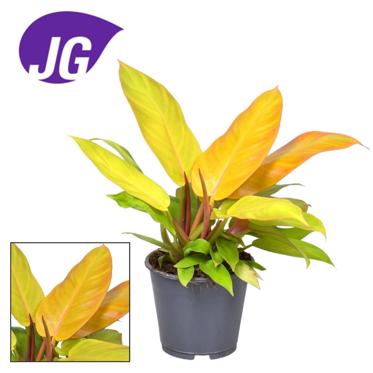 Philodendron Prince Of Orange P 14 H 35 cm - 16244 - PlantenShop24