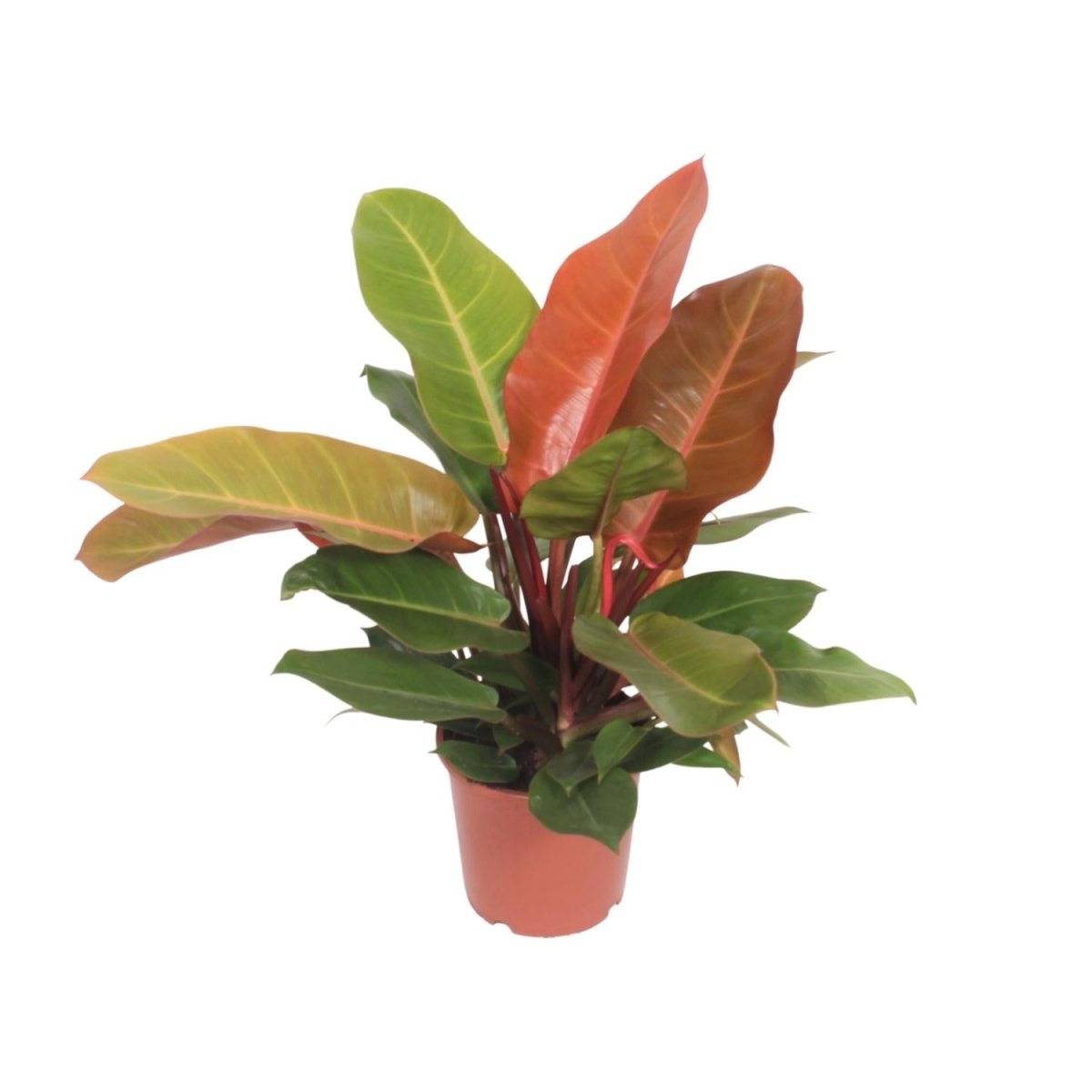 Philodendron Prince Of Orange P 17 H 45 cm - 10085 - PlantenShop24