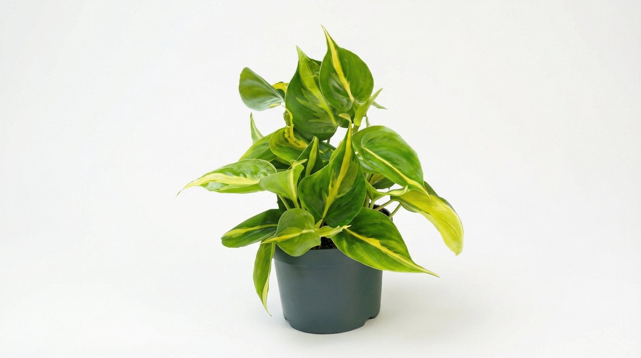 Philodendron Scandens 'Brasil' P 12 H 15 cm - 2943 - PlantenShop24