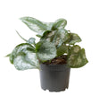 Philodendron Scandens Pictus 'Trebie' P 12 H 22 cm - 15594 - PlantenShop24
