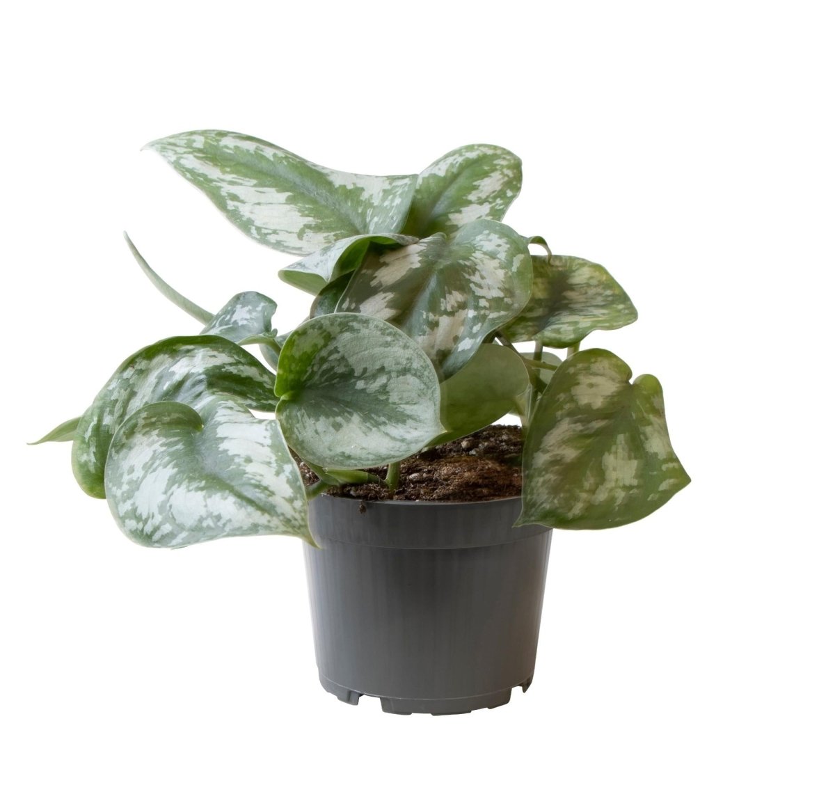 Philodendron Scandens Pictus 'Trebie' P 12 H 22 cm - 15594 - PlantenShop24