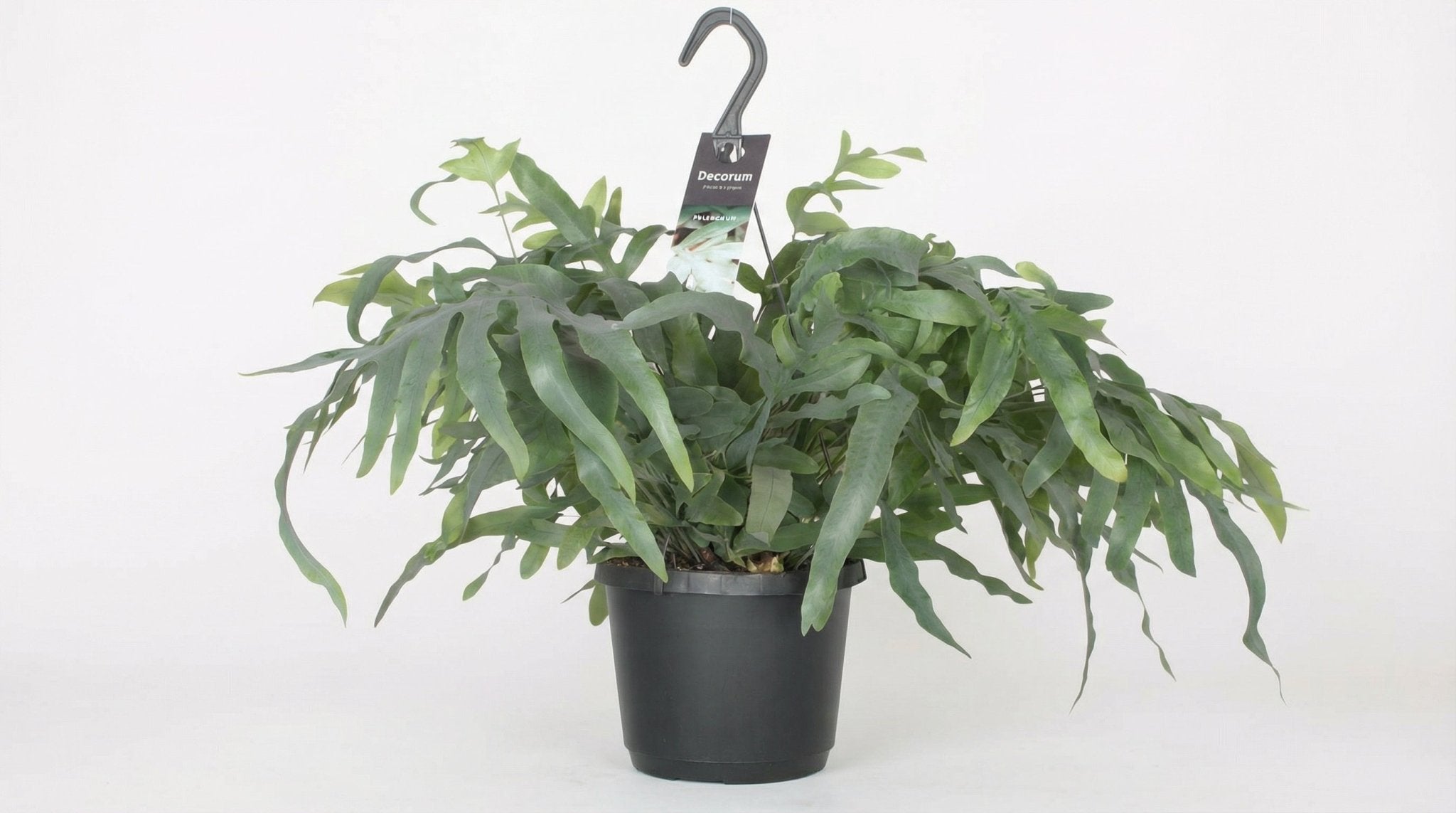 Phlebodium Aureum 'Blue Star' P 17 H 50 cm - 2949 - PlantenShop24