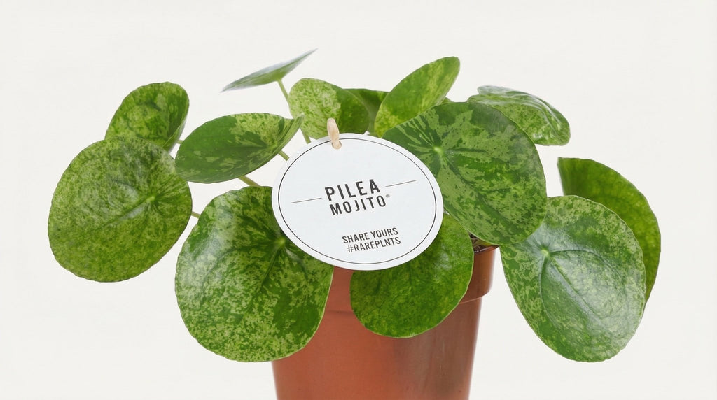Pilea Mojito P 13 H 20 cm - 22577 - PlantenShop24