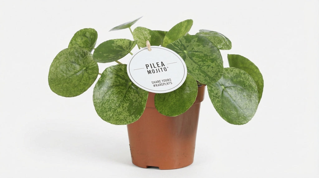 Pilea Mojito P 13 H 20 cm - 22577 - PlantenShop24