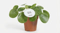 Pilea Mojito P 13 H 20 cm - 22577 - PlantenShop24