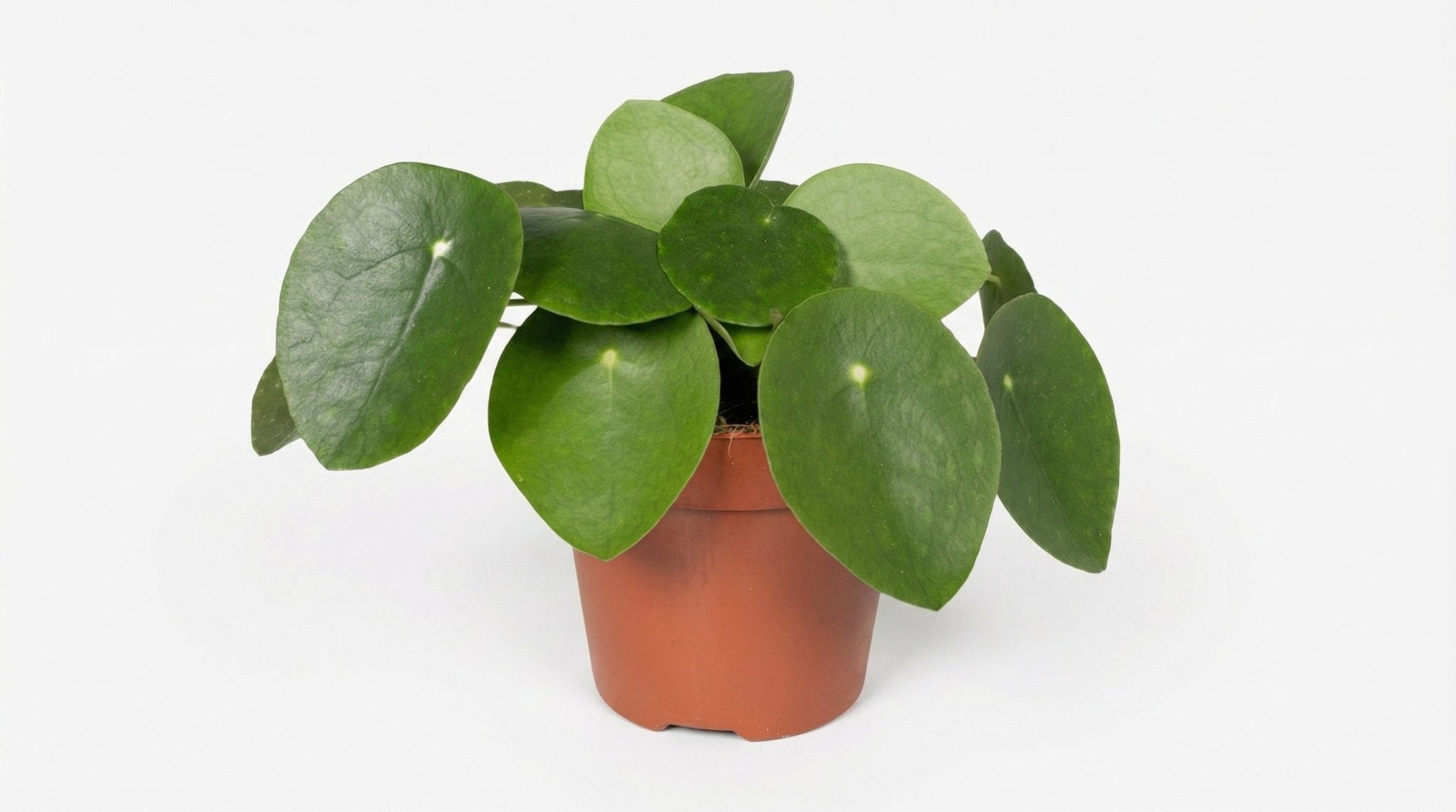 Pilea Peperomiodes 'Pannekoekenplant' P 12 cm H 20 cm - 2951 - PlantenShop24