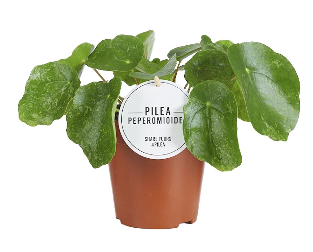 Pilea Sugar P 13 H 20 cm - 16551 - PlantenShop24