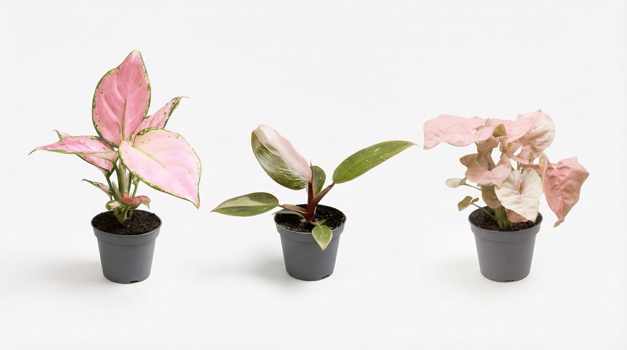 Pink Is The New Green P 6,5 cm - 14690 - PlantenShop24