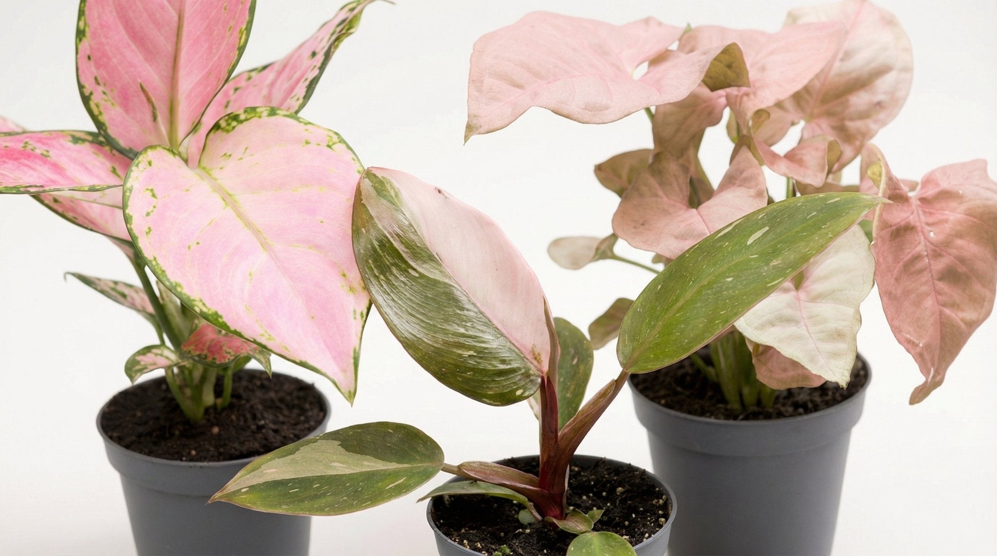 Pink Is The New Green P 6,5 cm - 14690 - PlantenShop24