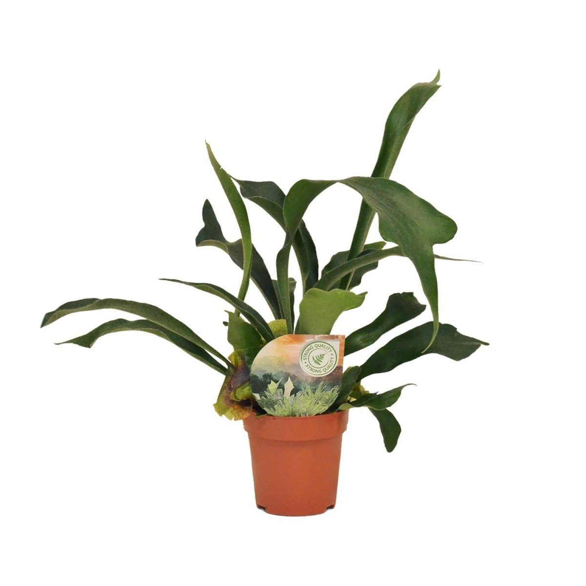 Platycerium Bifurcatum P 12 H 35 cm - 16737 - PlantenShop24