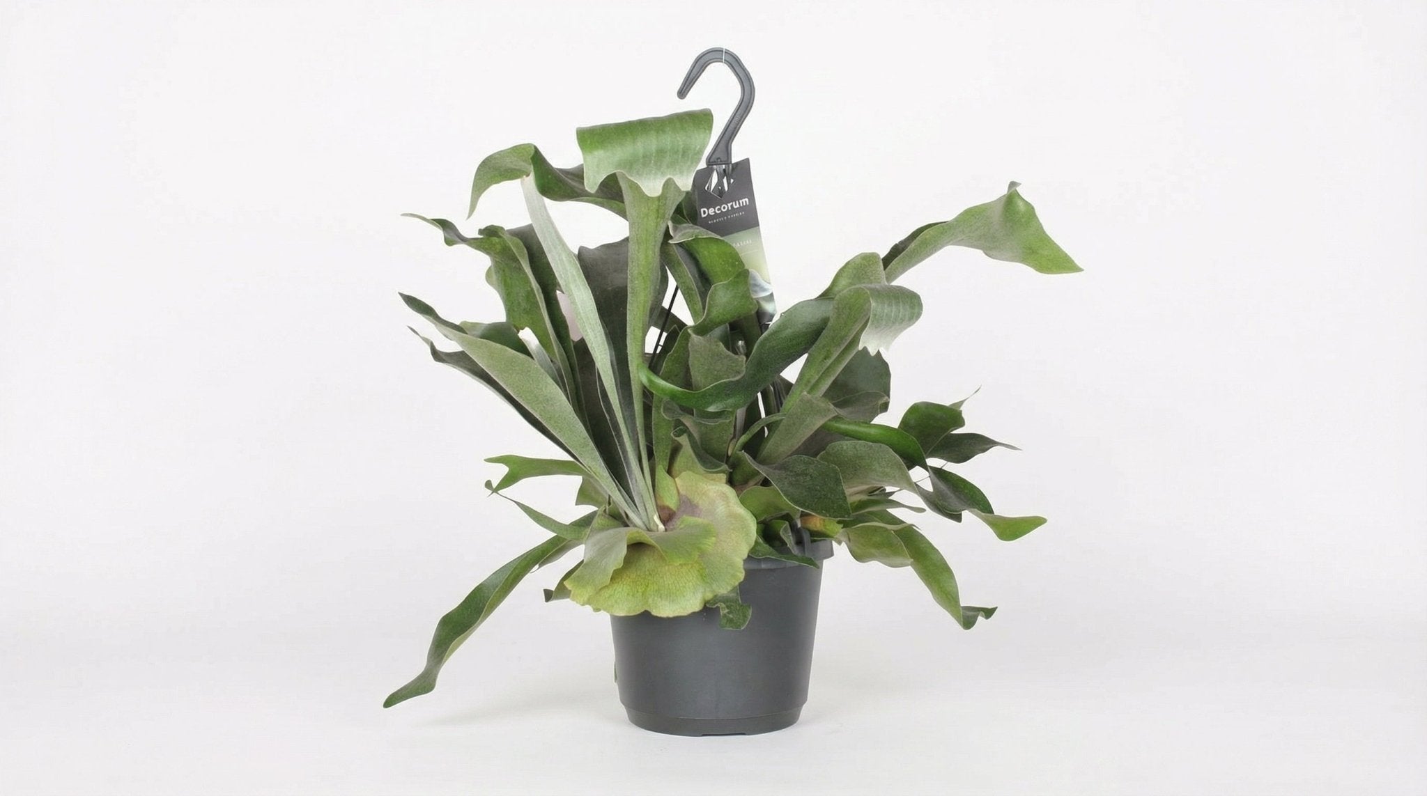 Platycerium Bifurcatum P 17 H 30 cm - 2960 - PlantenShop24