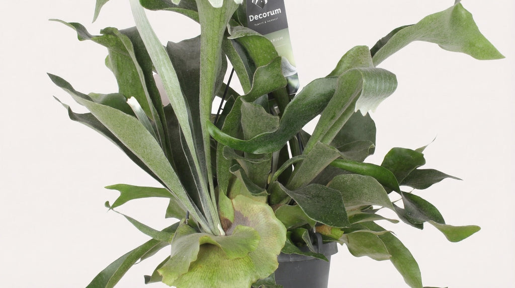 Platycerium Bifurcatum P 17 H 30 cm - 2960 - PlantenShop24