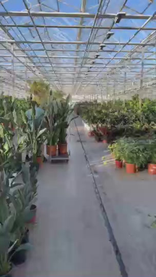 Groene jungle PlantenShop24