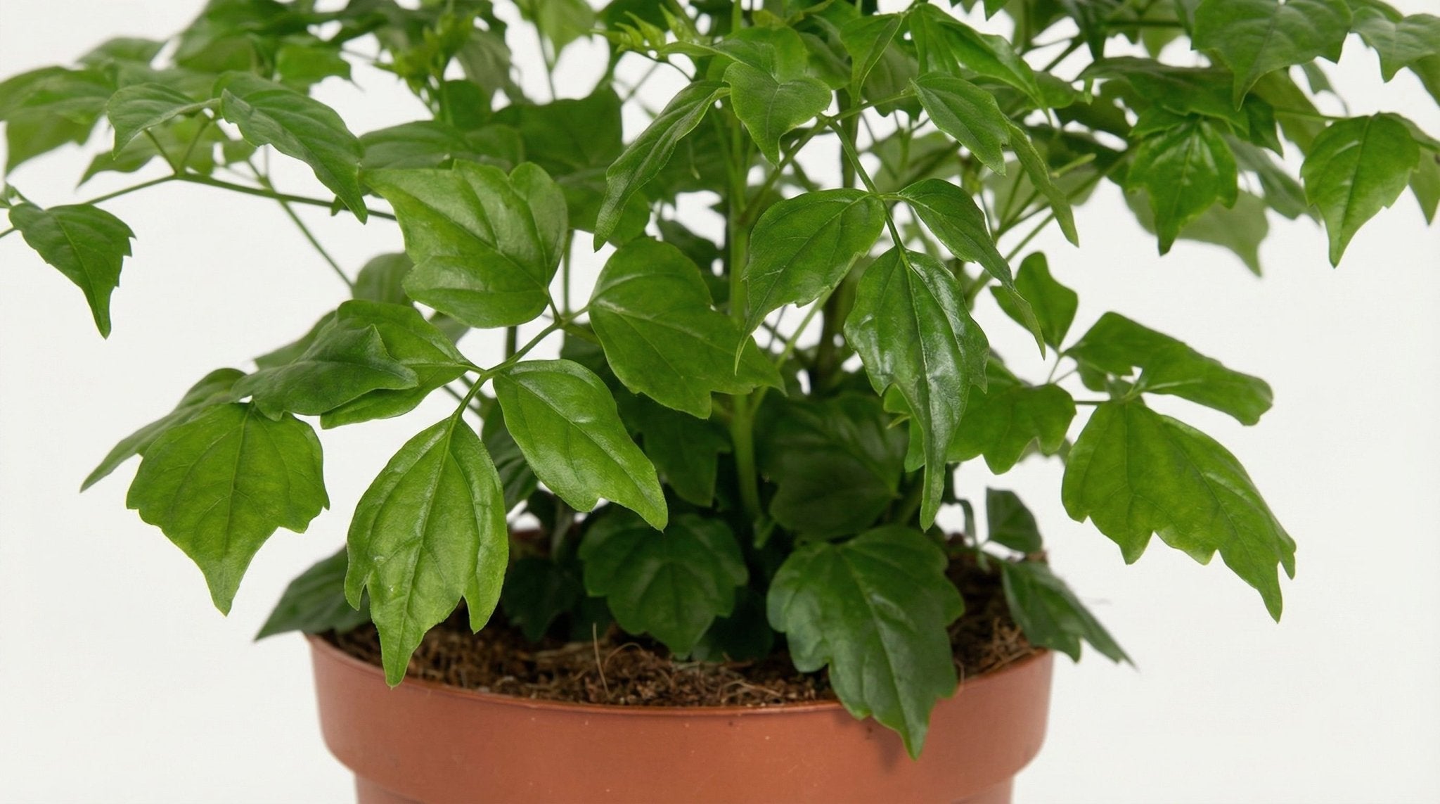 Rademachera Sinica P 12 H 27 cm - 8691 - PlantenShop24