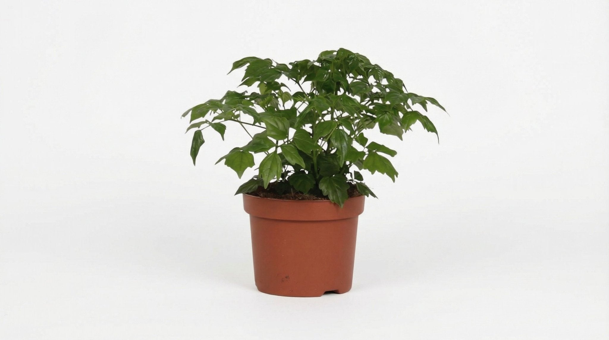 Rademachera Sinica P 12 H 27 cm - 8691 - PlantenShop24