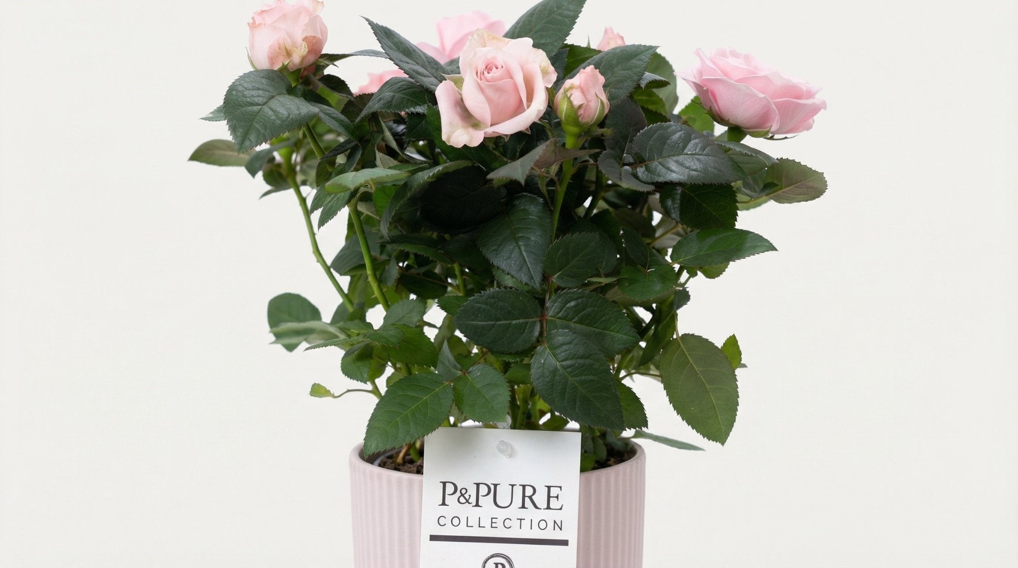 Rosa 'Light Pink' (met pot) P 12 H 30 cm - 53391 - PlantenShop24