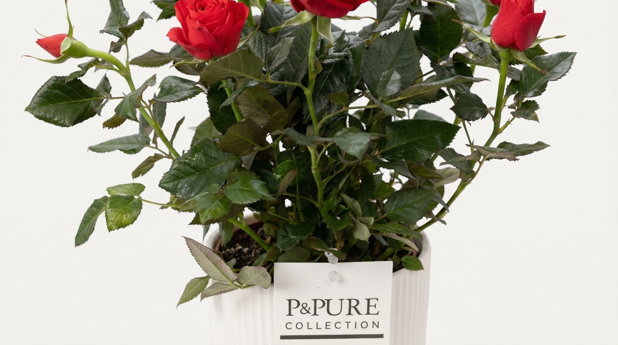 Rosa Red 'Red' (met pot) P 12 H 30 cm - 53397 - PlantenShop24