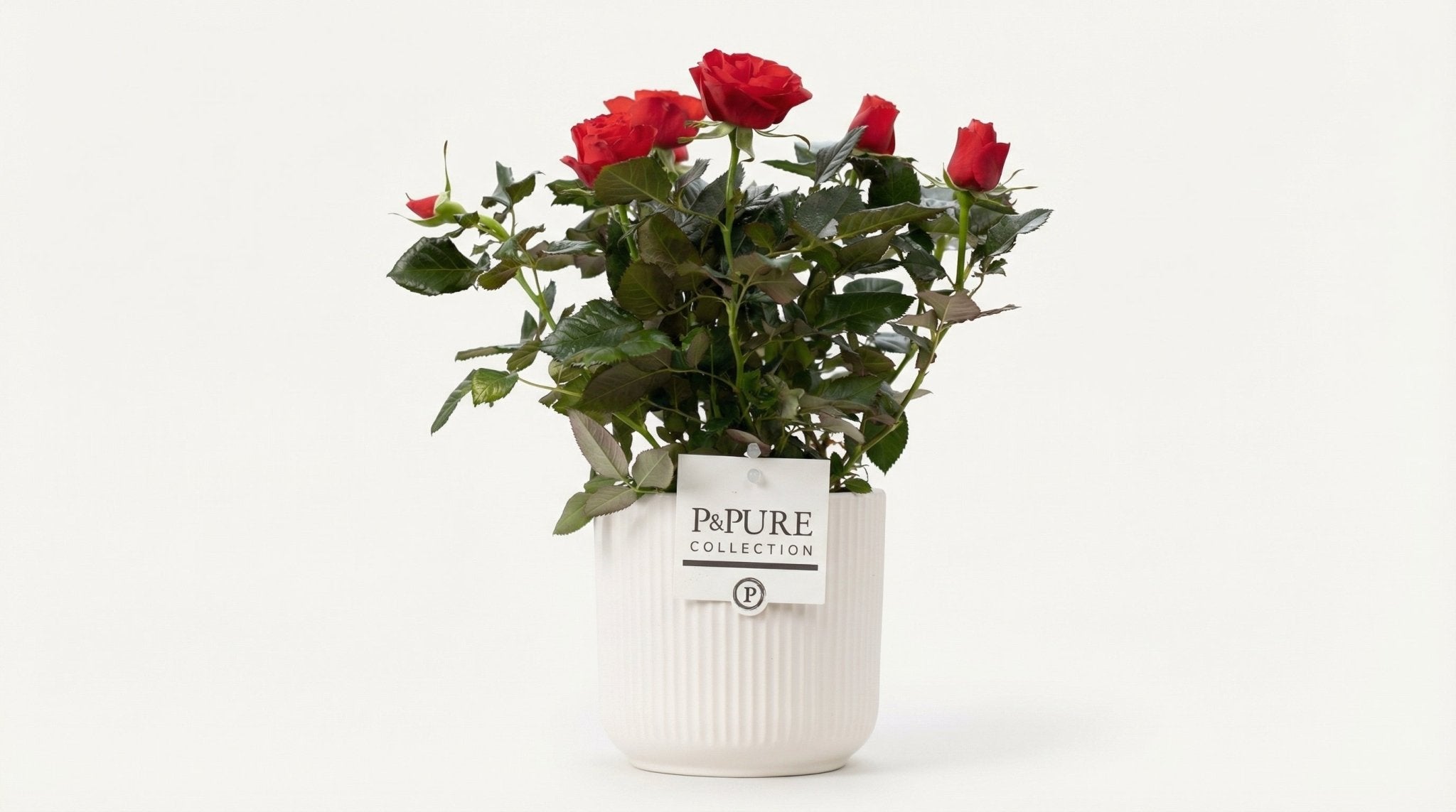 Rosa Red 'Red' (met pot) P 12 H 30 cm - 53397 - PlantenShop24