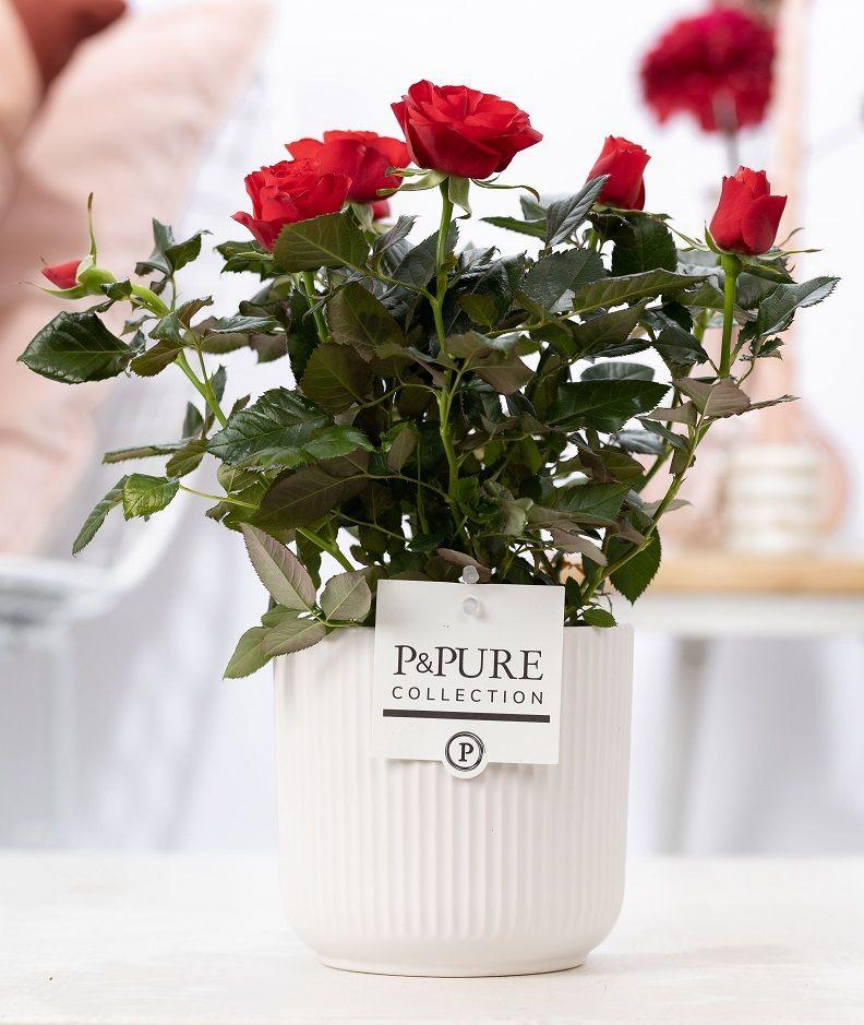 Rosa Red 'Red' (met pot) P 12 H 30 cm - 53397 - PlantenShop24