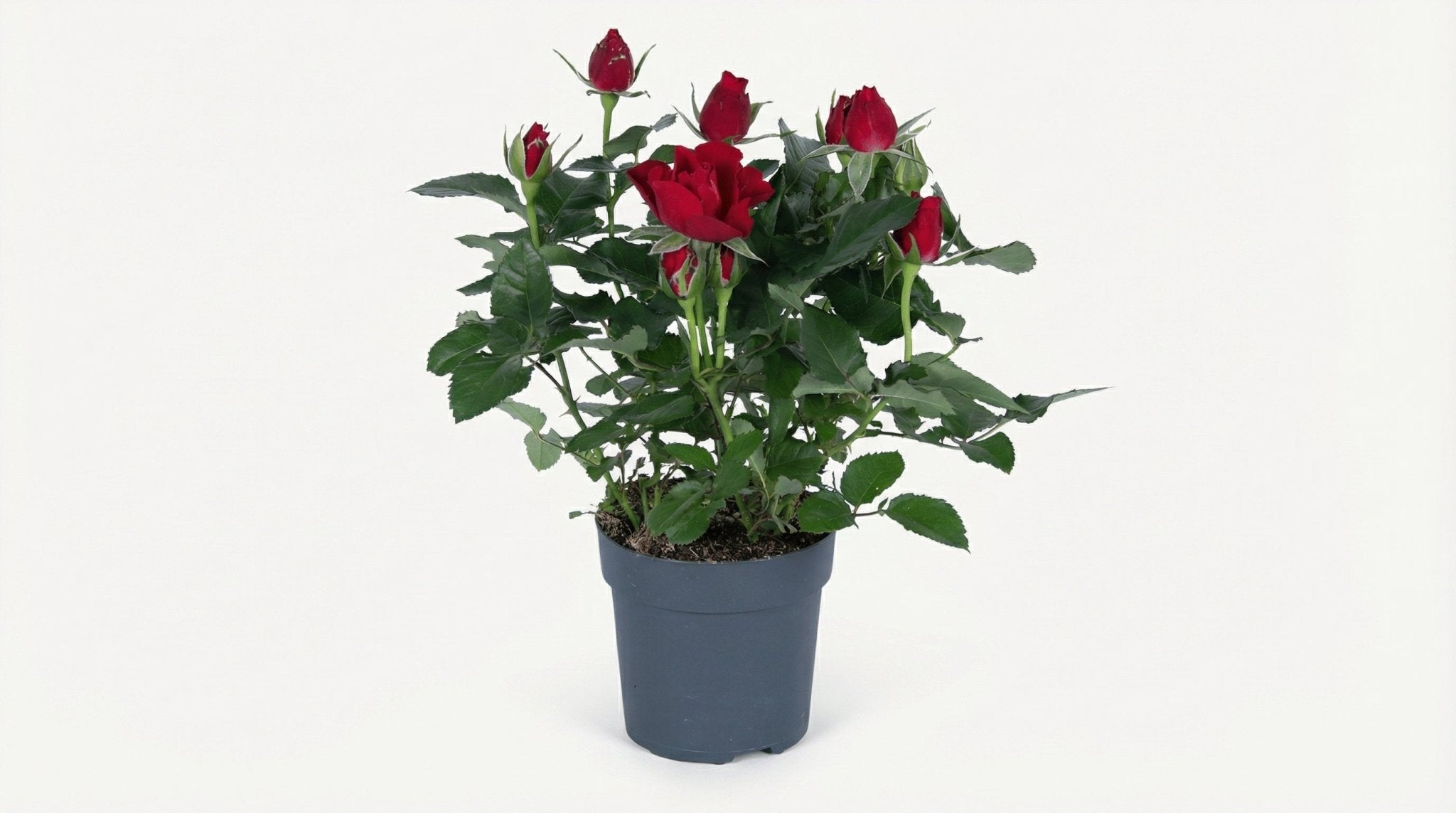 Rosa Rood P 17 H 45 cm - 8420 - PlantenShop24