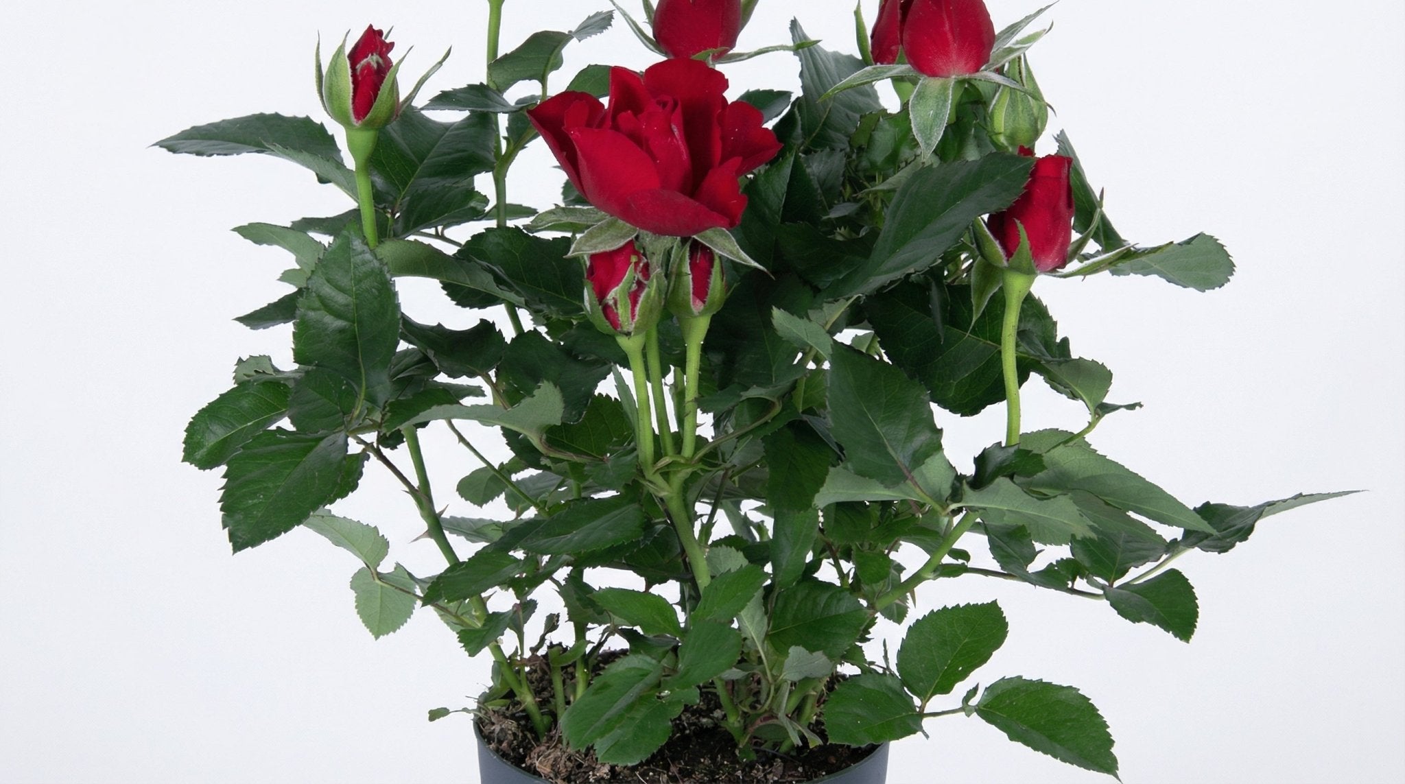 Rosa Rood P 17 H 45 cm - 8420 - PlantenShop24