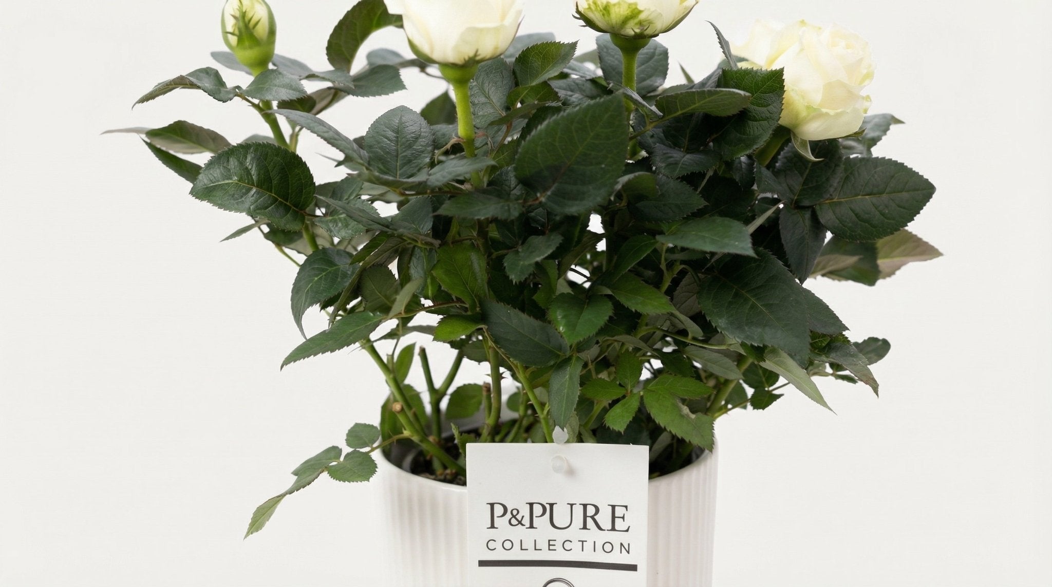 Rosa 'White' (met pot) P 12 H 30 cm - 53403 - PlantenShop24