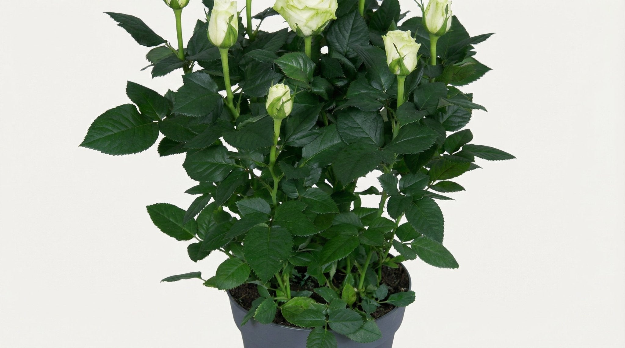 Rosa Wit P 17 H 45 cm - 8424 - PlantenShop24