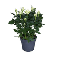 Rosa Wit P 17 H 45 cm - 8424 - PlantenShop24