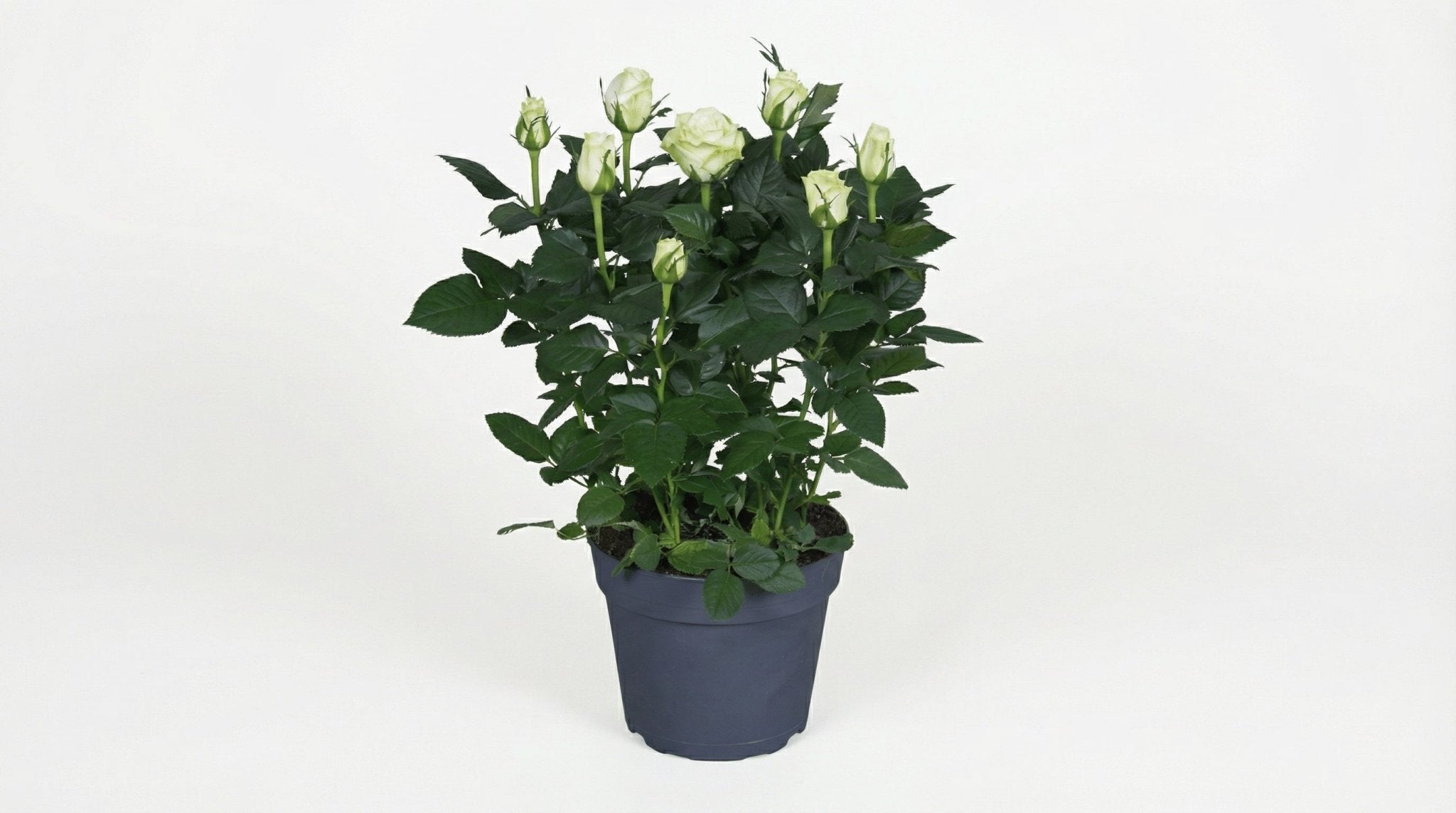 Rosa Wit P 17 H 45 cm - 8424 - PlantenShop24