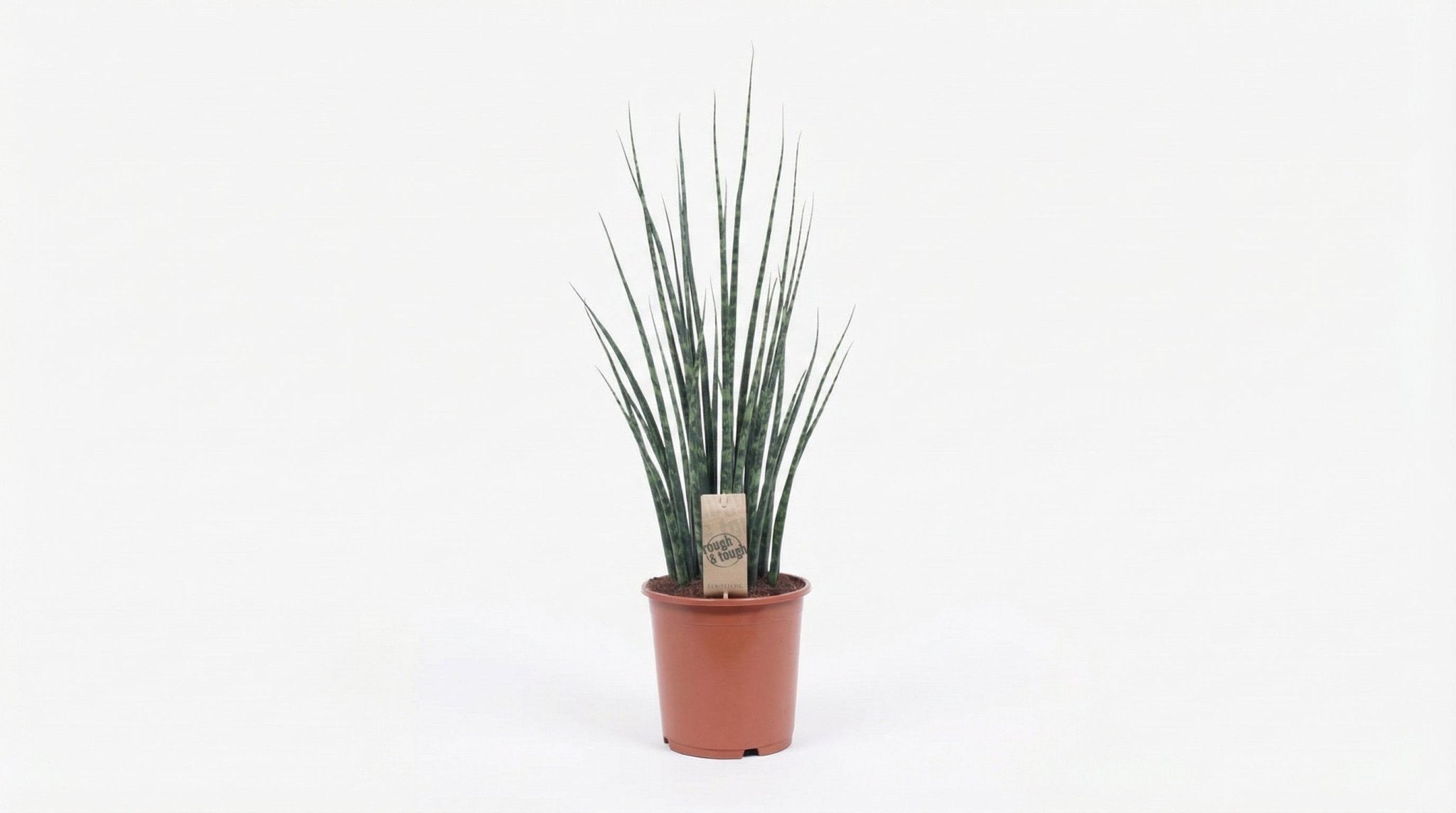 Sansevieria Fernwood Mikado 'Fernwood' 'Mikado' P 19 H 80 cm - 10215 - PlantenShop24
