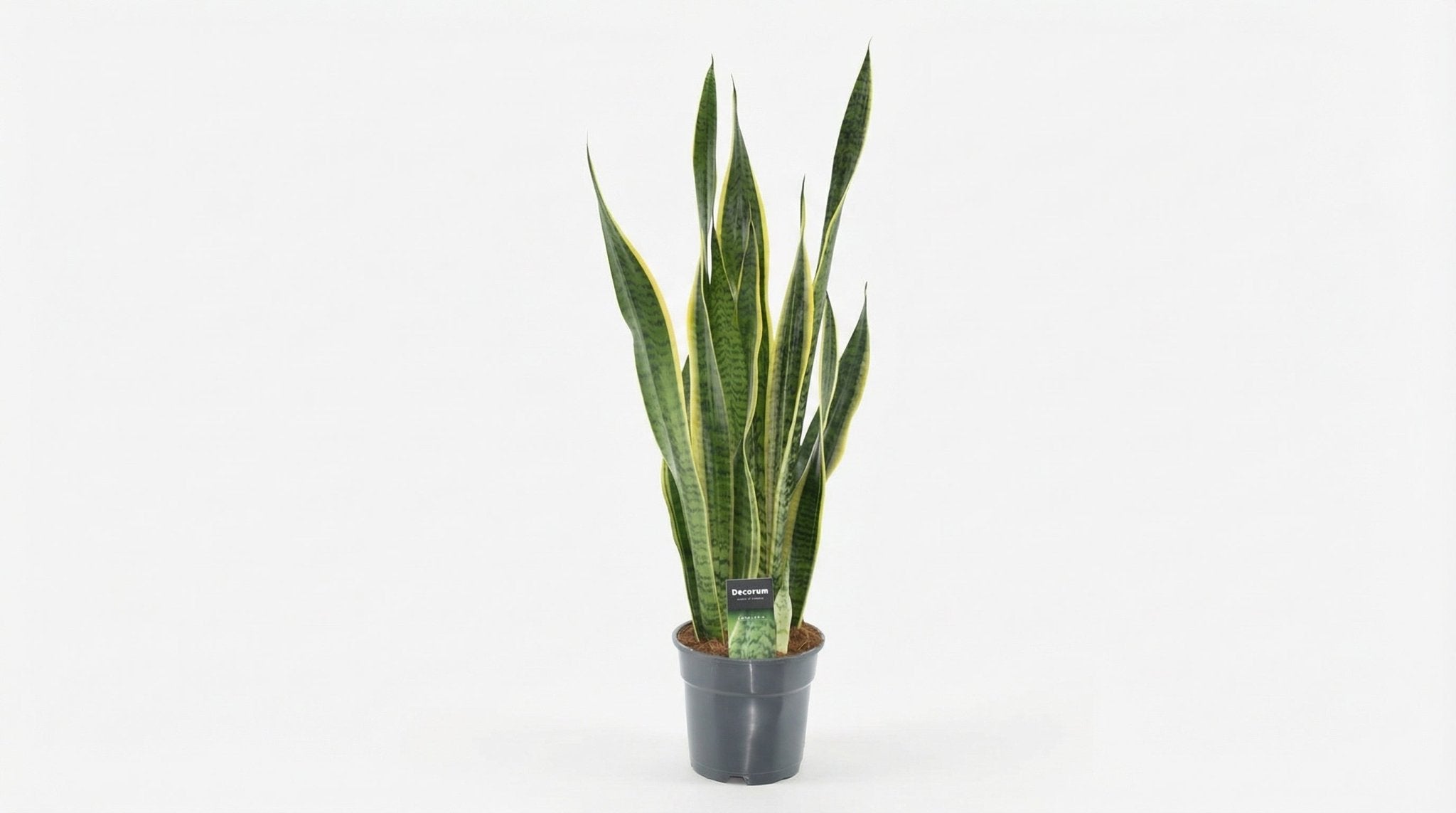 Sansevieria Laurentii XL (decorum) P 17 H 70 cm - 23009 - PlantenShop24