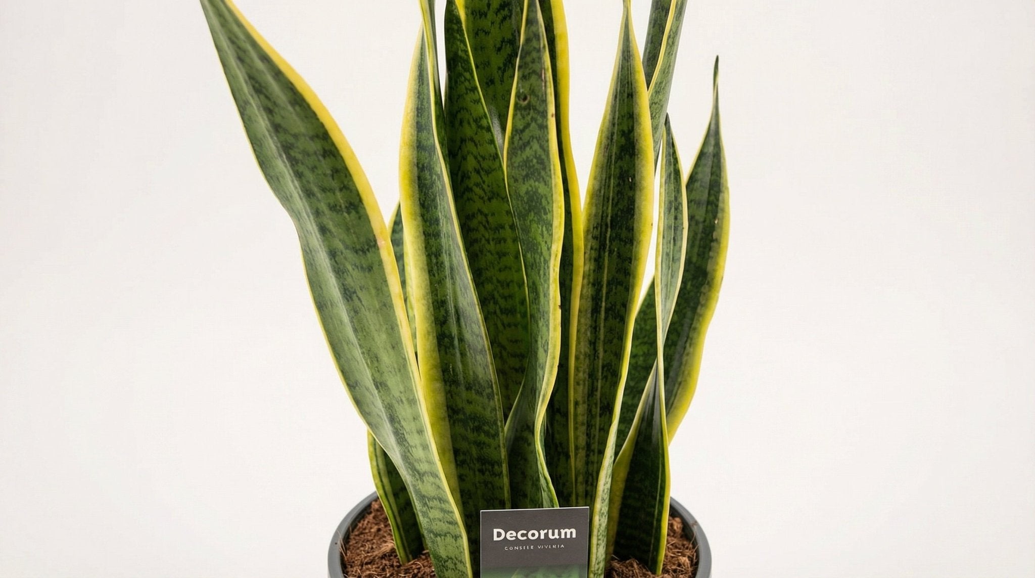 Sansevieria Laurentii XL (decorum) P 17 H 70 cm - 23009 - PlantenShop24