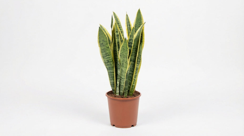 Sansevieria Trifasciata Laurentii P 14 H 40 cm - 2918 - PlantenShop24
