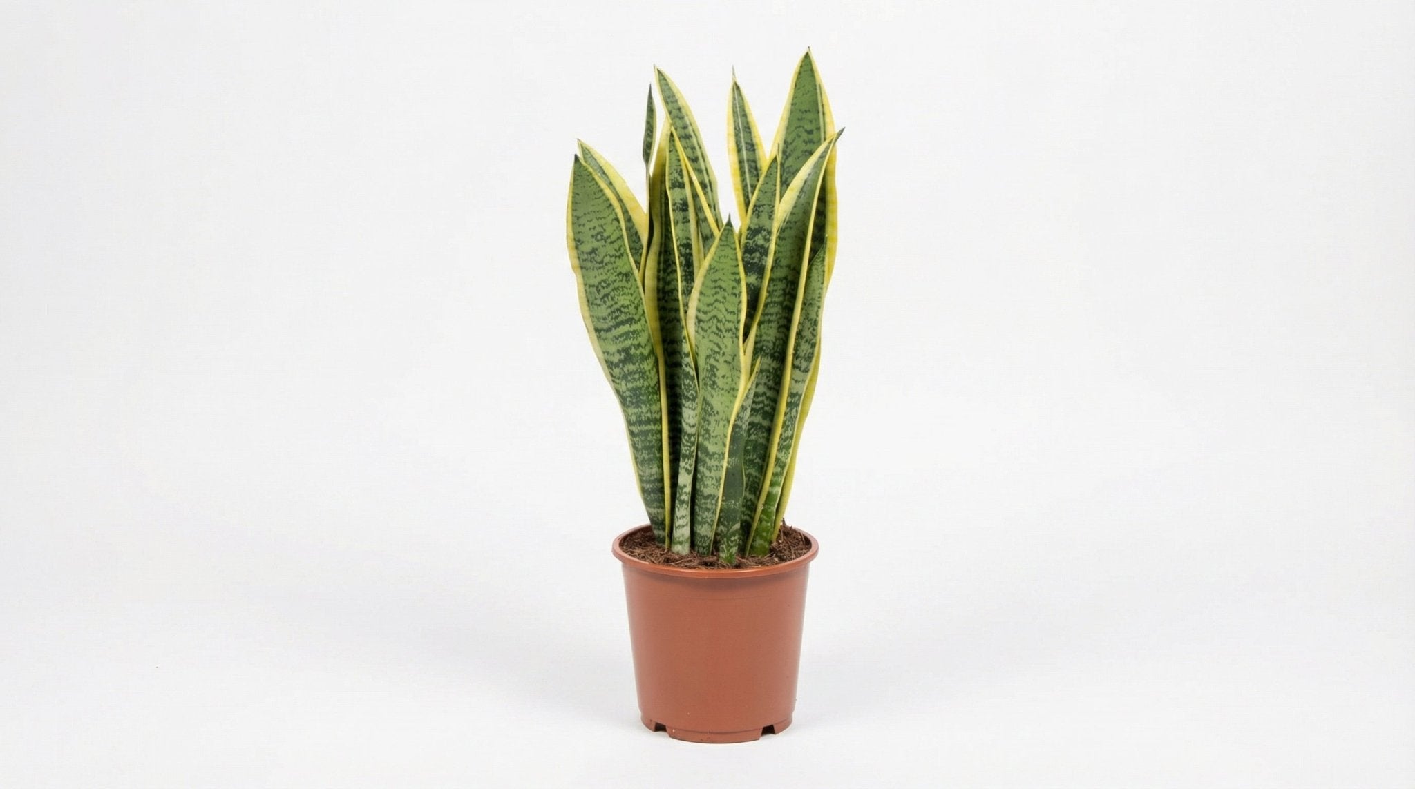 Sansevieria Trifasciata Laurentii P 14 H 40 cm - 2918 - PlantenShop24