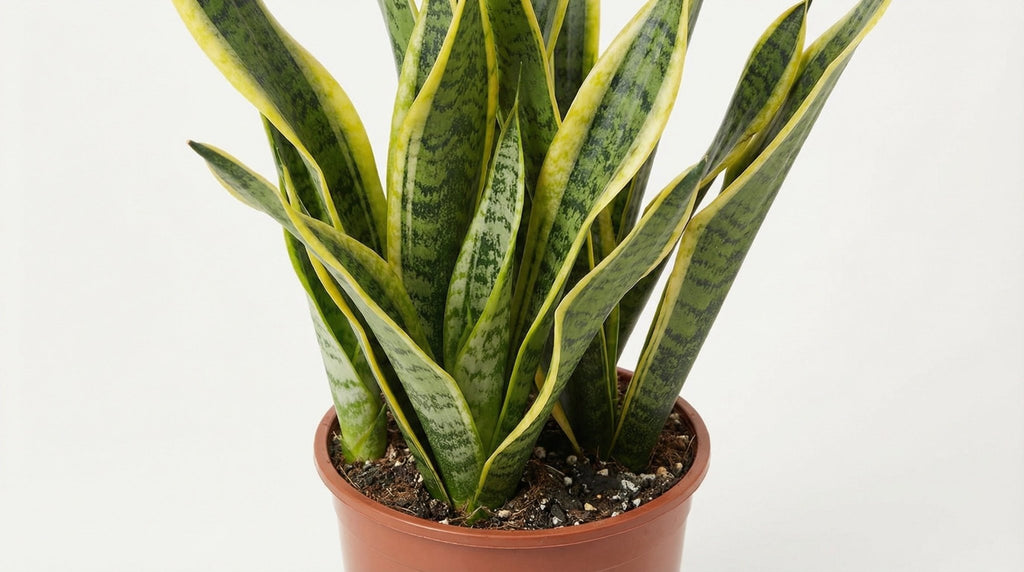 Sansevieria Trifasciata Laurentii P 14 H 40 cm - 2918 - PlantenShop24