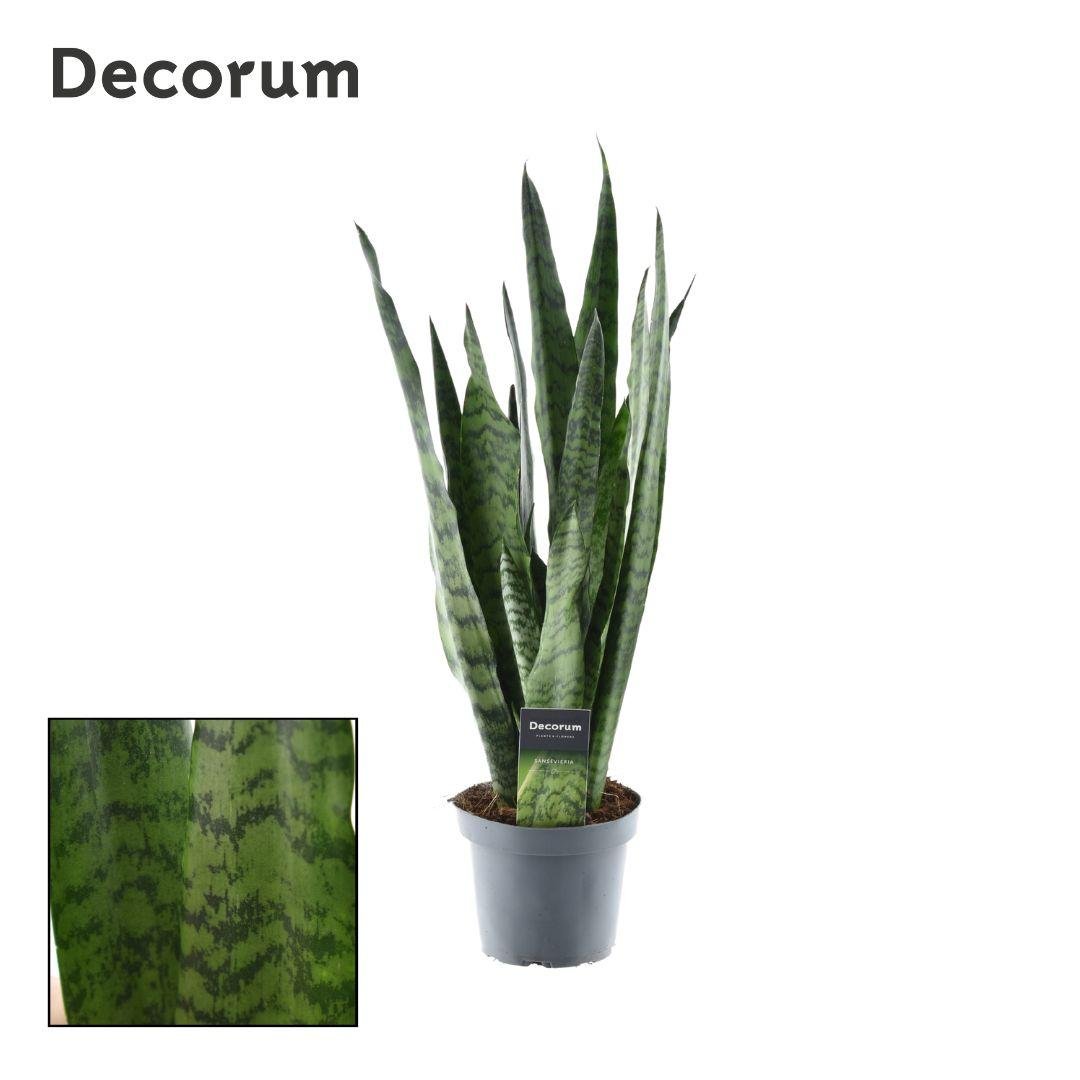 Sansevieria Zeylanica 'Decorum' P 14 cm H 55 cm - 22331 - PlantenShop24