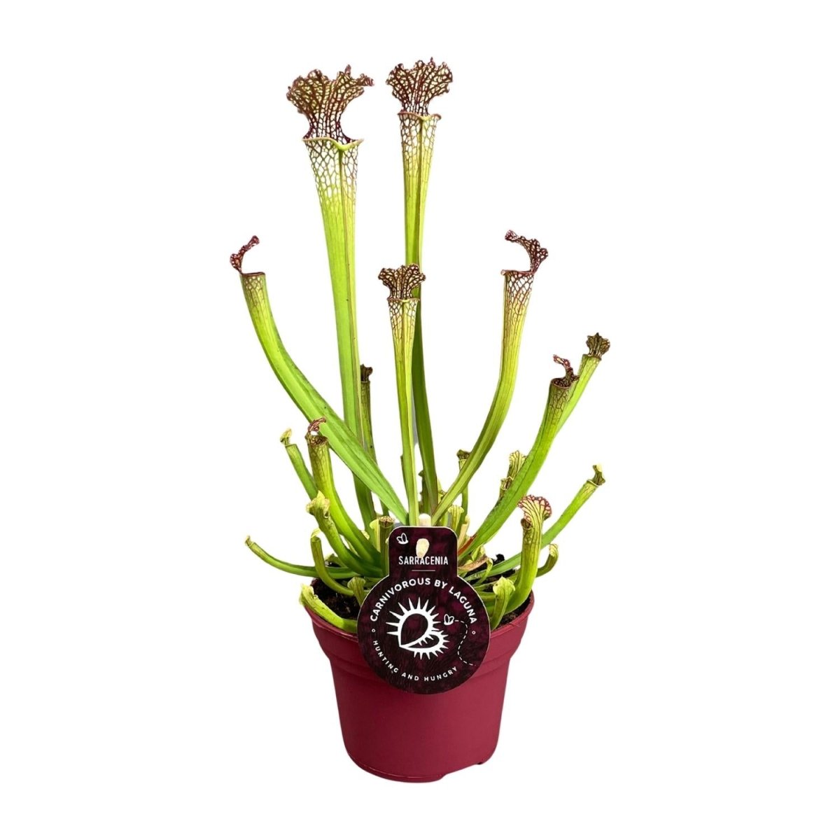 Sarracenia Farnhamii P 12 H 40 cm - 13898 - PlantenShop24