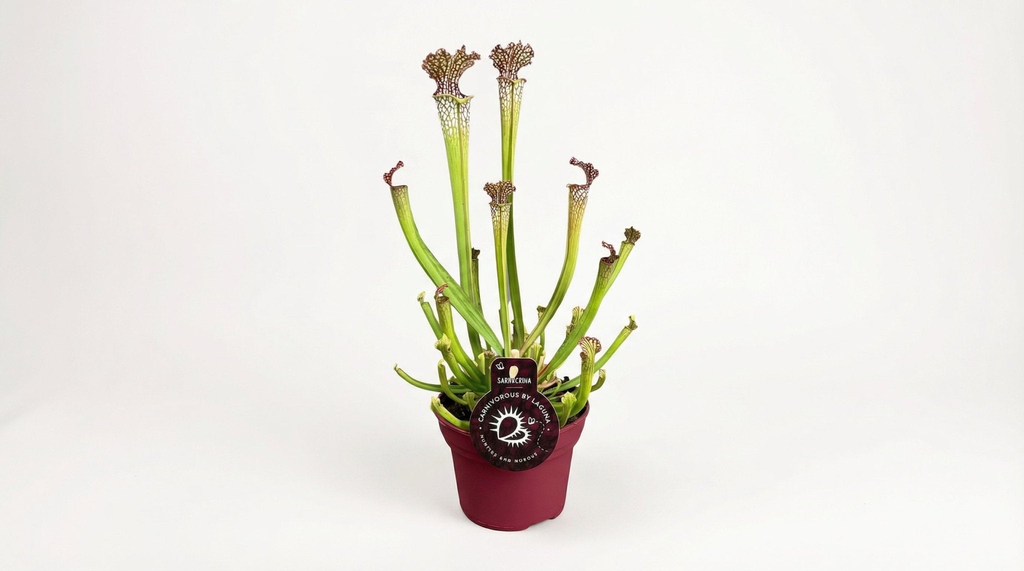 Sarracenia Farnhamii P 12 H 40 cm - 13898 - PlantenShop24