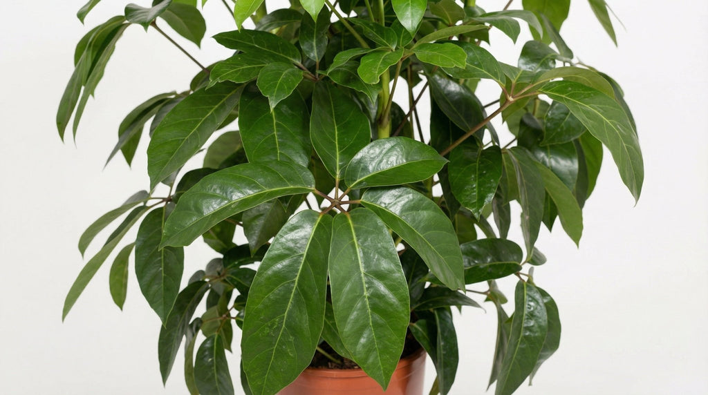 Schefflera Actinophylla 'Amate' P 30 H 120 cm - 10061 - PlantenShop24