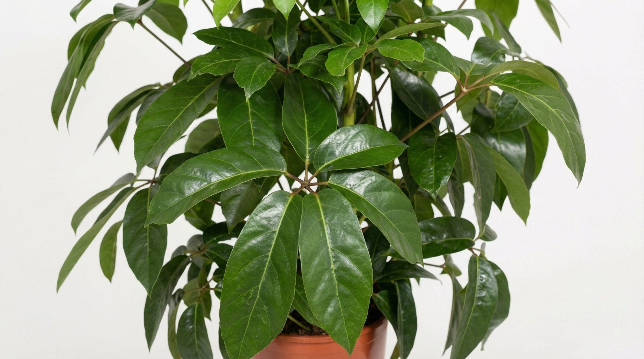 Schefflera Actinophylla 'Amate' P 30 H 120 cm - 10061 - PlantenShop24