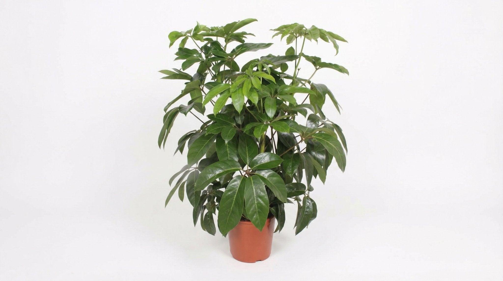Schefflera Actinophylla 'Amate' P 30 H 120 cm - 10061 - PlantenShop24