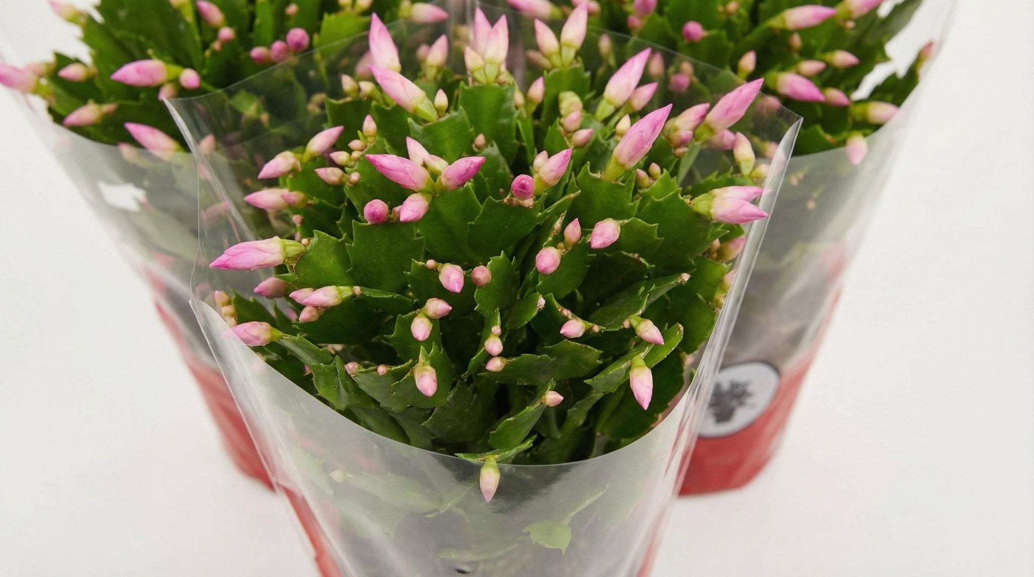 Schlumbergera 'Rose' P 17 H 35 cm - 25352 - PlantenShop24